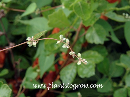 The tiny flowers of Climbing Buckwheat (Fallopia scandens)